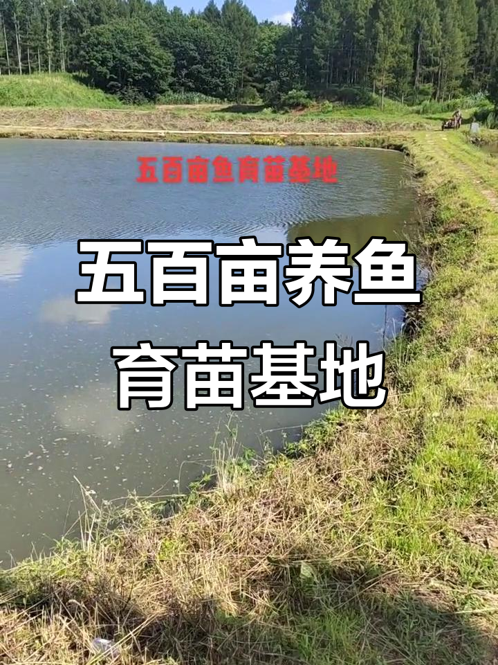 大型鱼苗基地揭秘:鳜、鲈、青鱼一应俱全