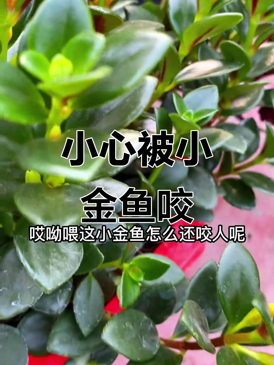 小金鱼竟然咬人,多肉植物养护小技巧