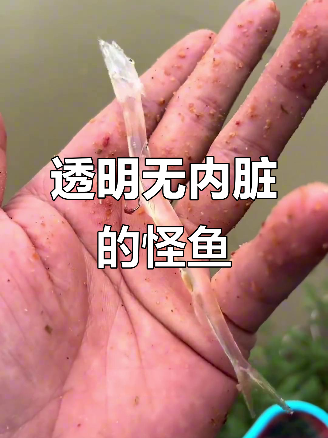 钓鱼钓到透明鱼,竟然没有内脏!