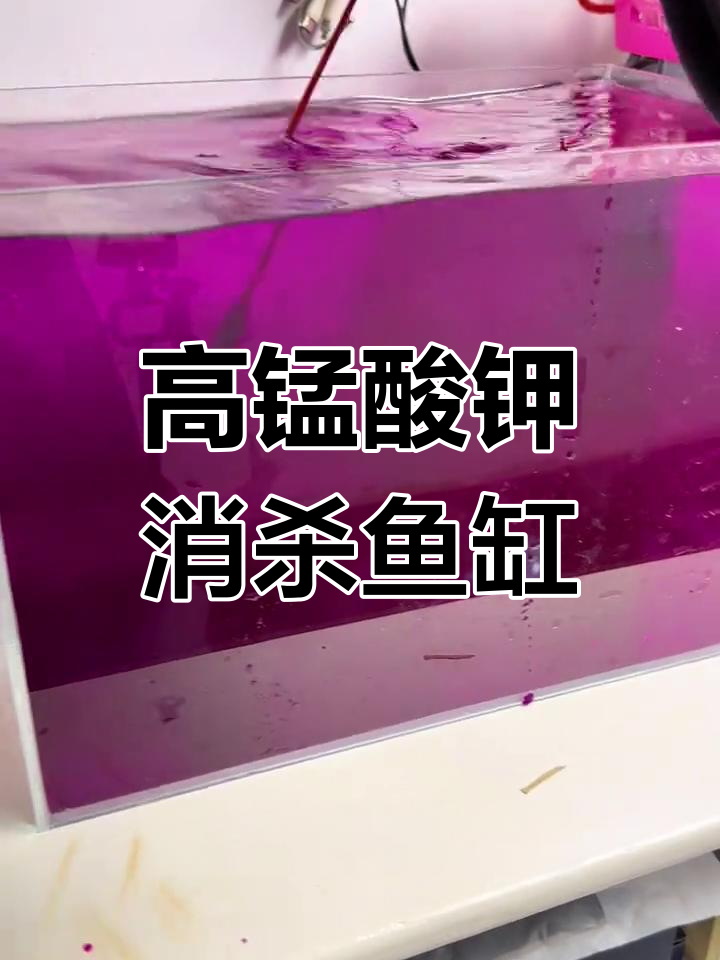 鱼缸长时间不用?高锰酸钾消毒法让你放心使用