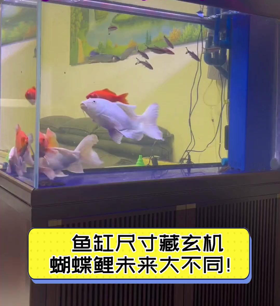 鱼缸尺寸藏玄机,蝴蝶鲤未来大不同!