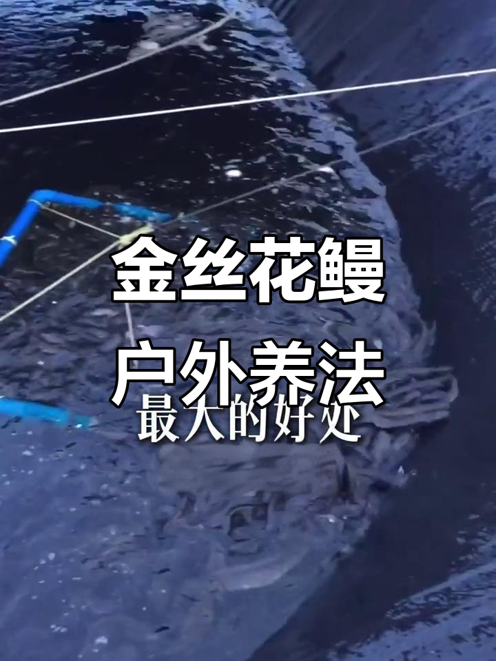 鱼塘养殖金丝花鳗，轻松管理又美观