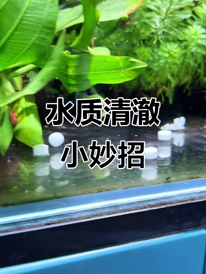 鱼缸水质净化片,轻松解决黄水绿藻问题