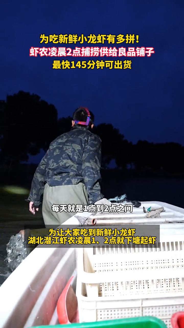 为吃新鲜小龙虾有多拼?虾农凌晨2点捕捞,最快145分钟可出货