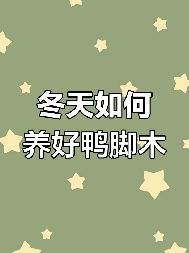 冬季鸭掌木养护全攻略,轻松过冬来年更旺盛