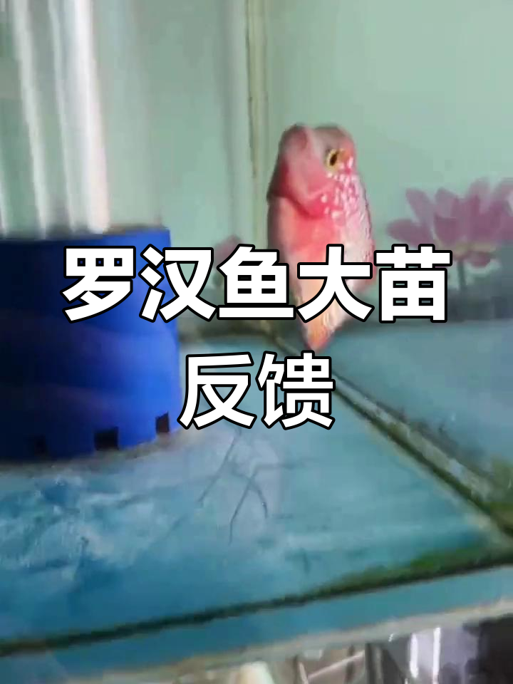 泰国进口焕彩罗汉鱼苗表现抢眼