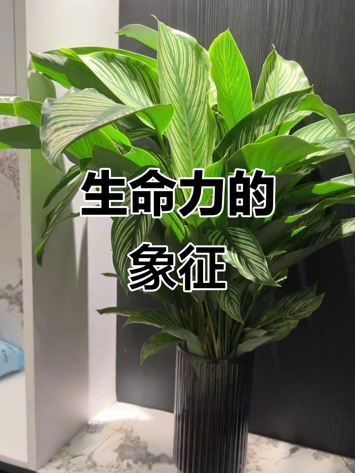 青纹竹芋,夜晚闭合晨起舒展,象征希望与新生