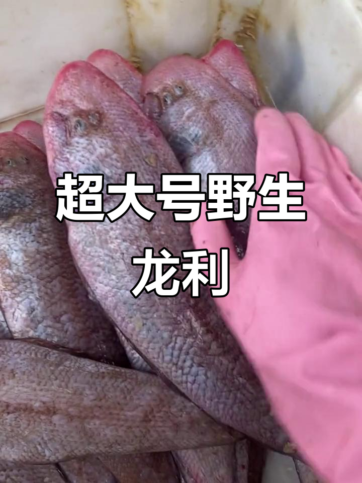 超大龙利鱼,野生无养殖,老人小孩都爱吃