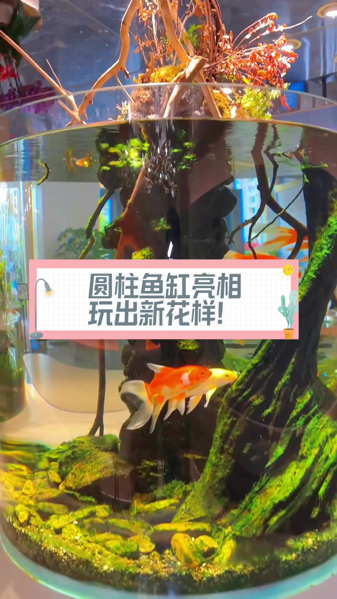 圆柱鱼缸亮相,玩出新花样!