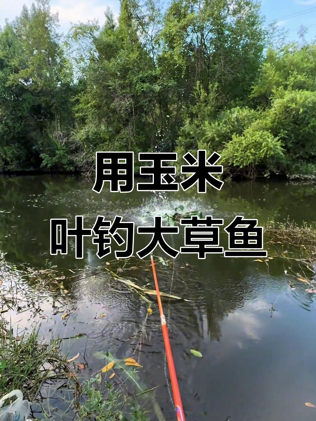 玉米叶打窝钓大草鱼,清晨六点钓鱼人疯狂操作