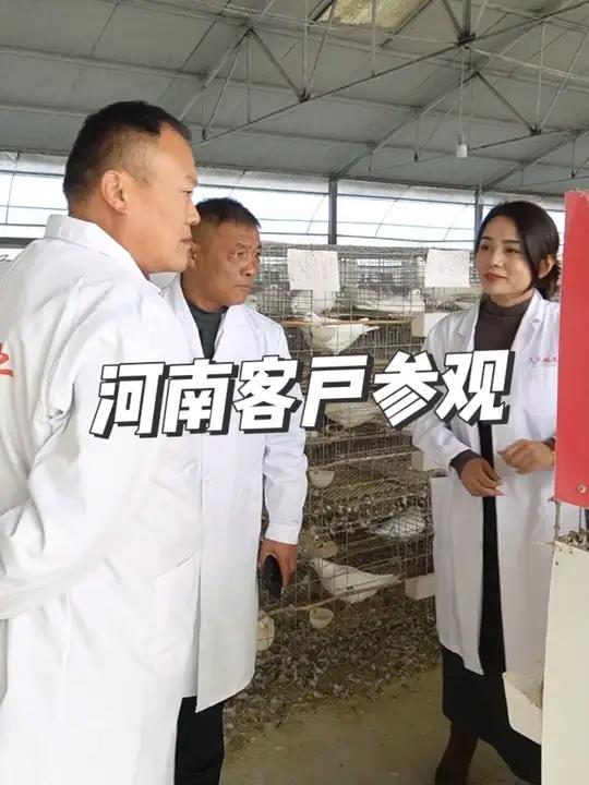 实地探访,才能心里有底!河南客户参观天成鸽业肉鸽养殖基地