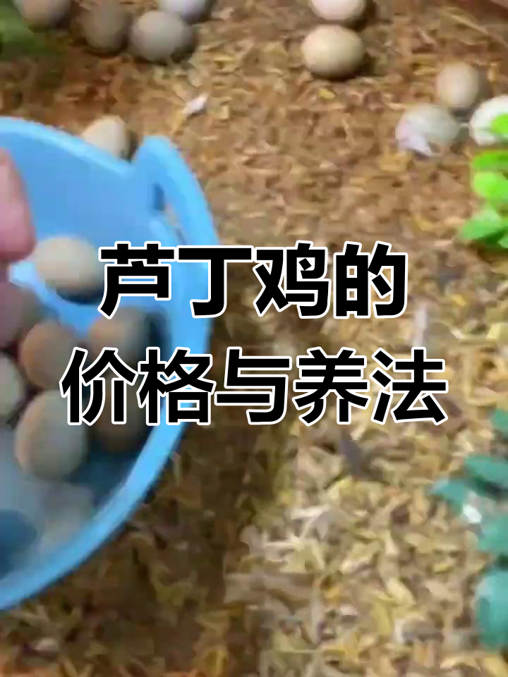 芦丁鸡市场价格解析与养殖技巧