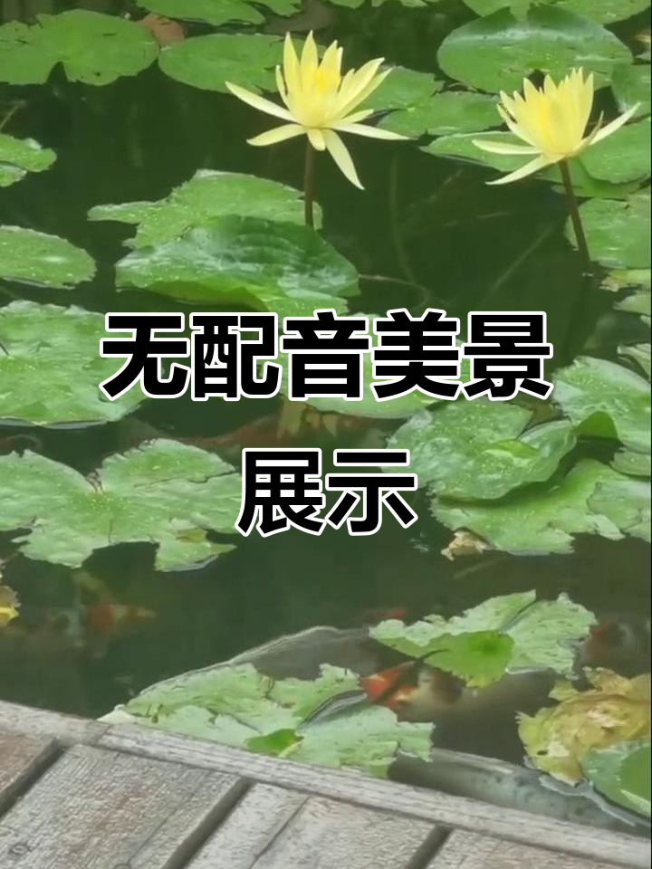 清澈水景与倒影荷花,打造美丽鱼池景观