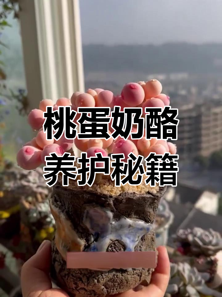 如何让桃蛋和奶酪多肉更圆润?控养技巧大公开