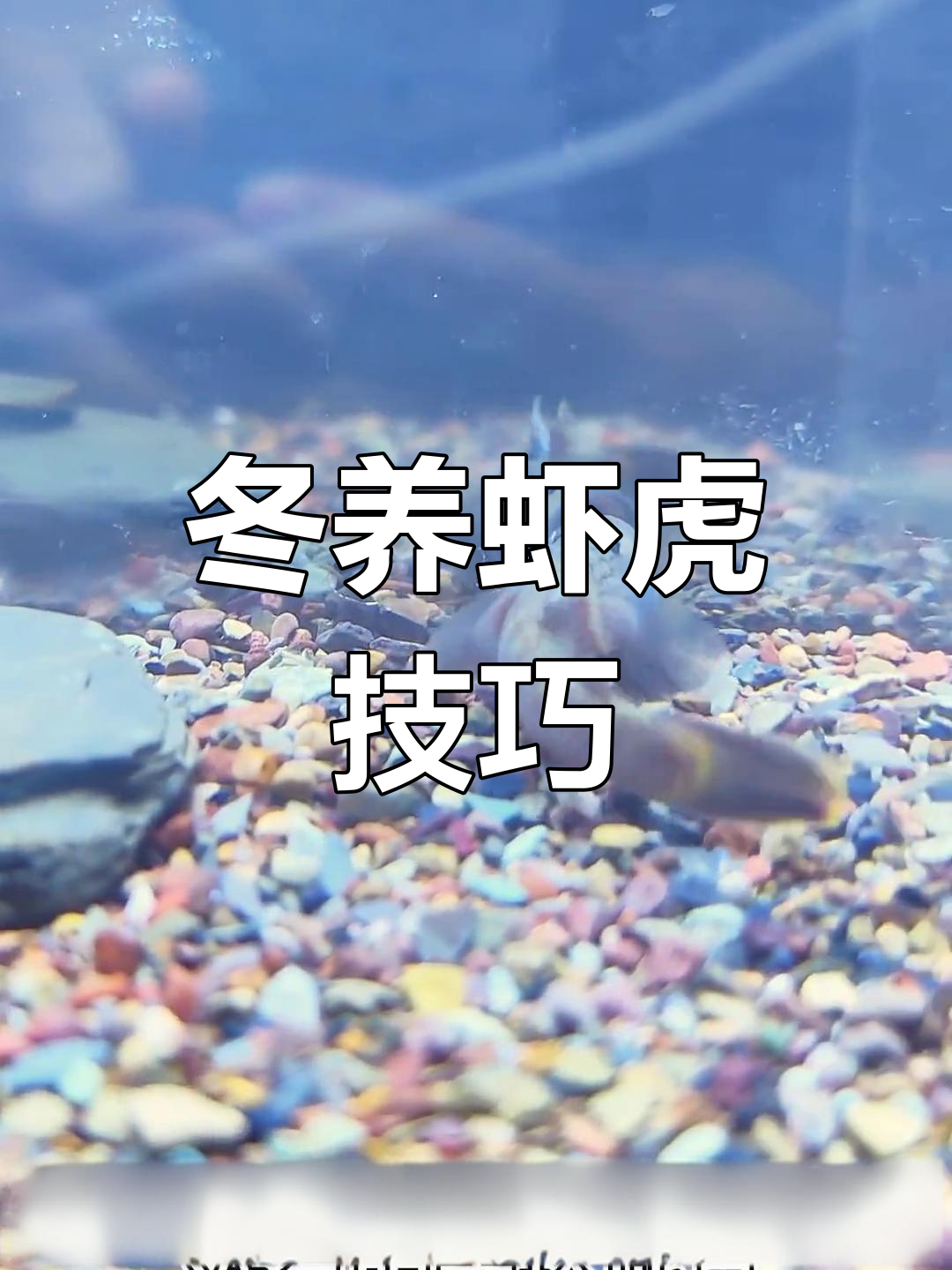冬季虾虎养殖全攻略