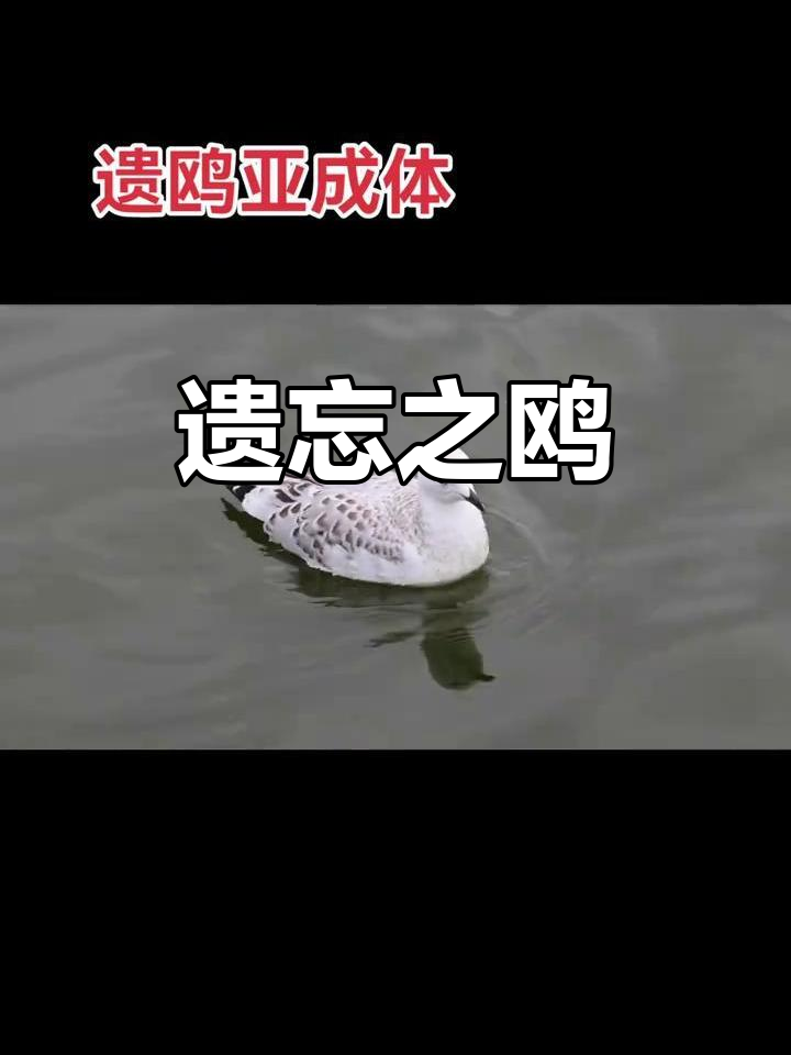遗鸥,独特迁徙路线,国家一级保护鸟类