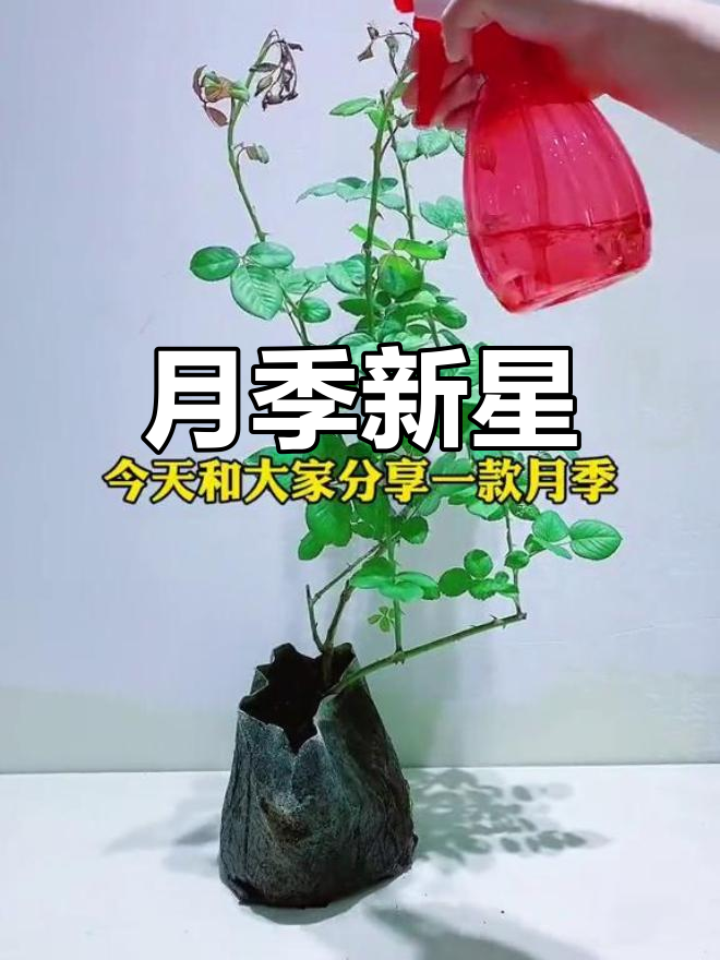 印象派月季,橙色如太阳般耀眼,香气扑鼻!