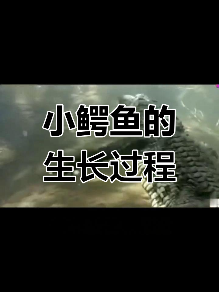 小鳄鱼成长记:从鲶鱼到主河道的蜕变