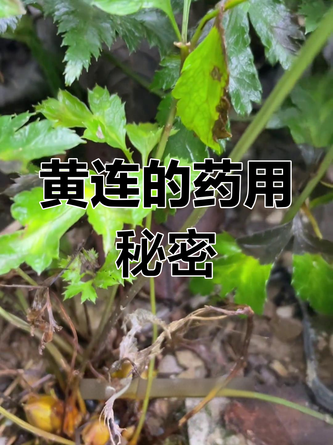 黄连的苦味成就了它的药用价值,品质越黄越好