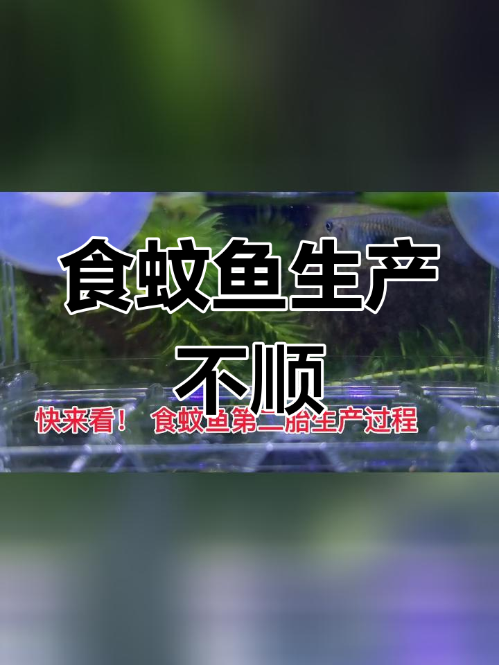 食蚊鱼产仔过程全程观察,母鱼为何焦躁不安