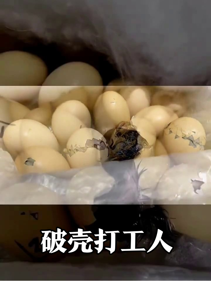 小鸡破壳名场面:像极了不想上班的你