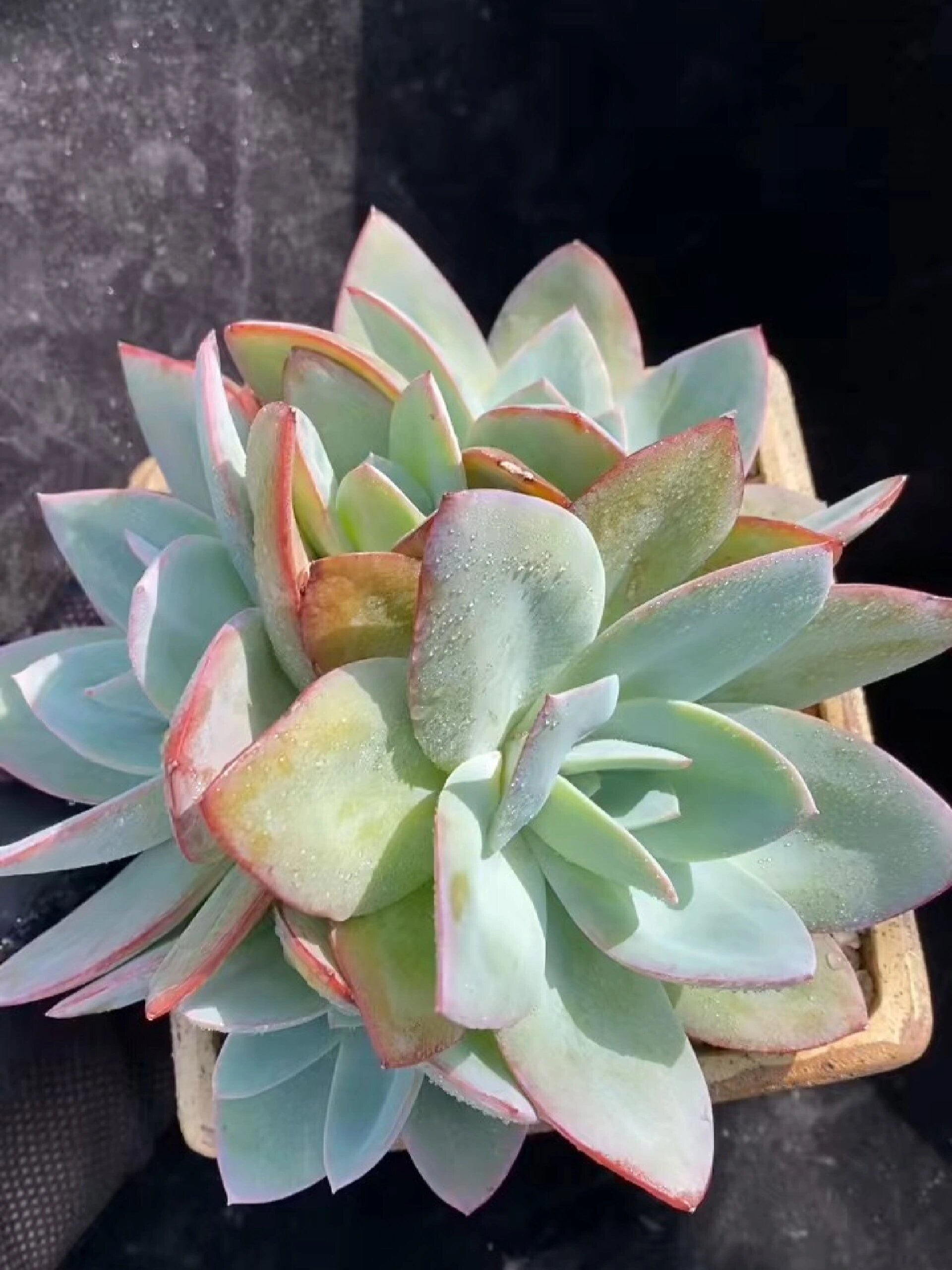 一天认识一种多肉第五十四天——布鲁蓝