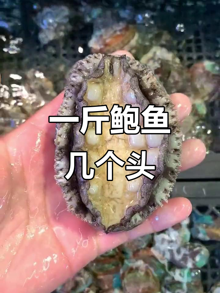 鲍鱼头数揭秘:一斤里到底有几个?