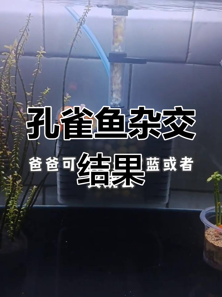 天空蓝与鸿运当头孔雀鱼繁殖,后代会是什么样子?