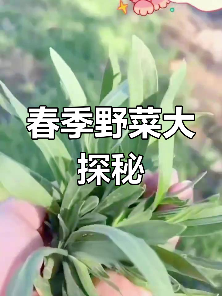 春天来了,田野里藏着面条菜,独特又可爱!