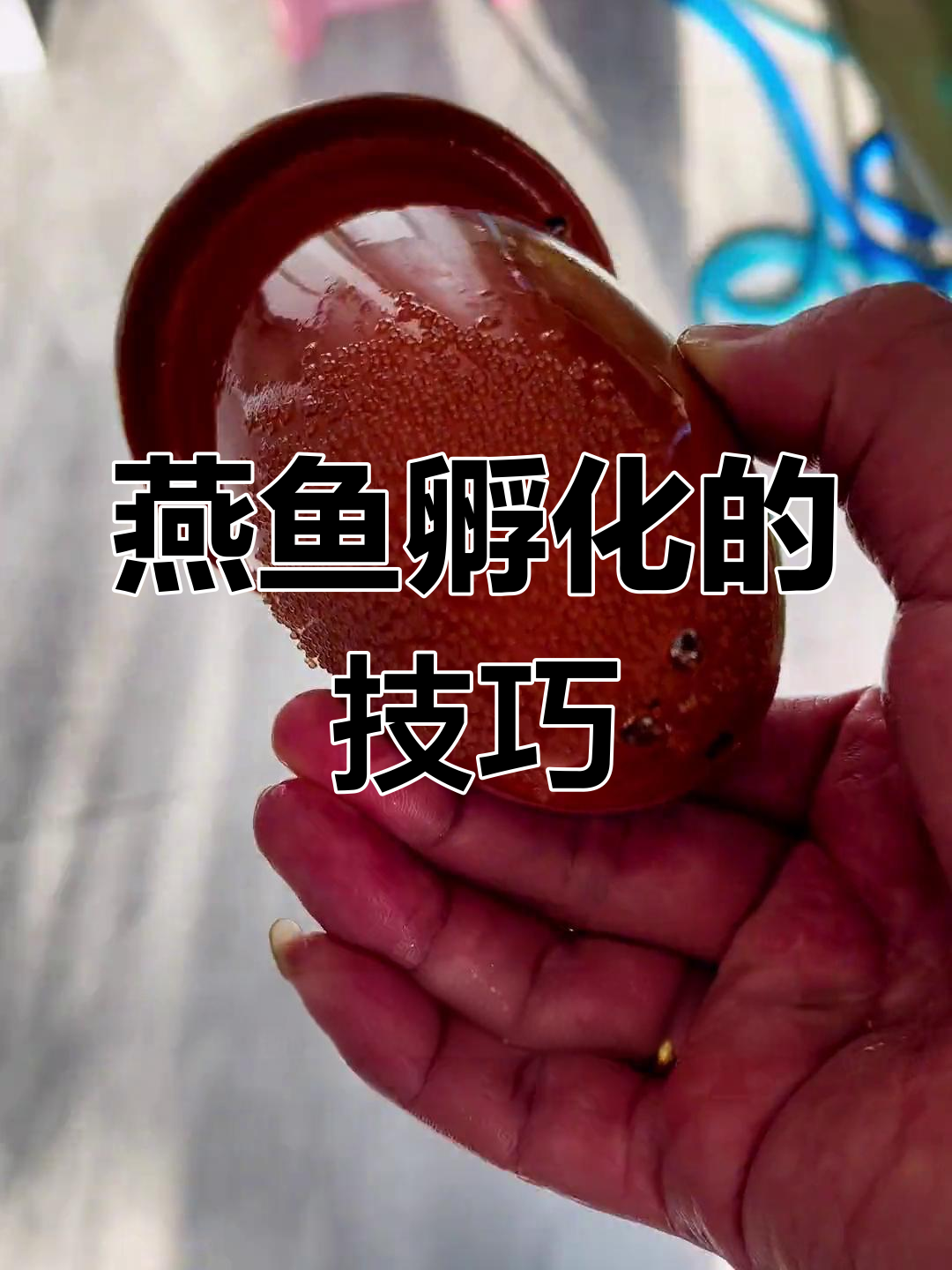 人工孵化热带鱼卵,温度水质是关键