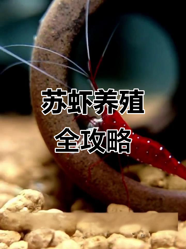 白袜虾的成长与饲养技巧,轻松了解小虾蜕变过程