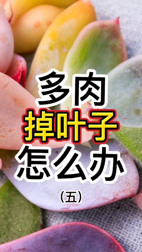 多肉植物掉叶子怎么办(五)
