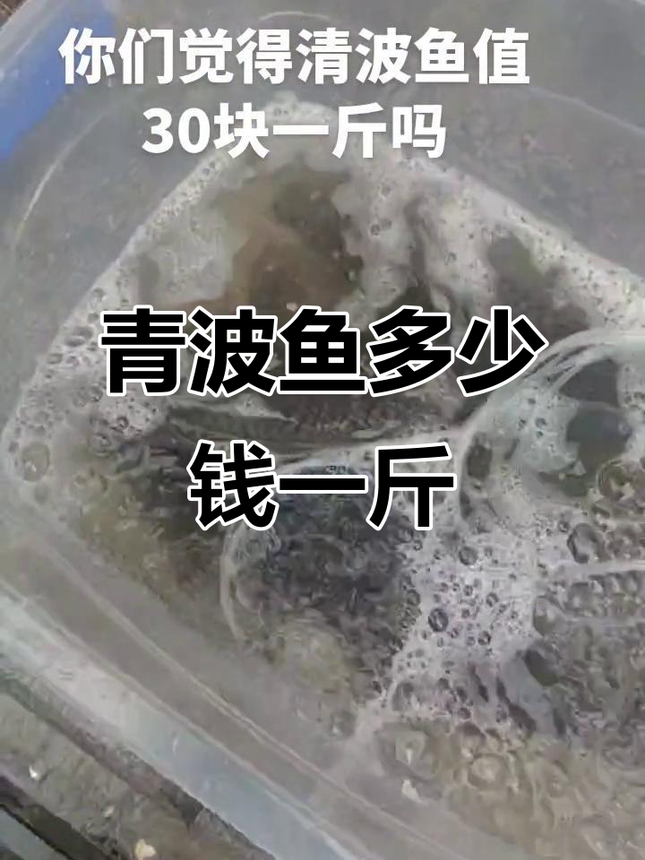 野生青波鱼价格揭秘,三十元能买到吗?