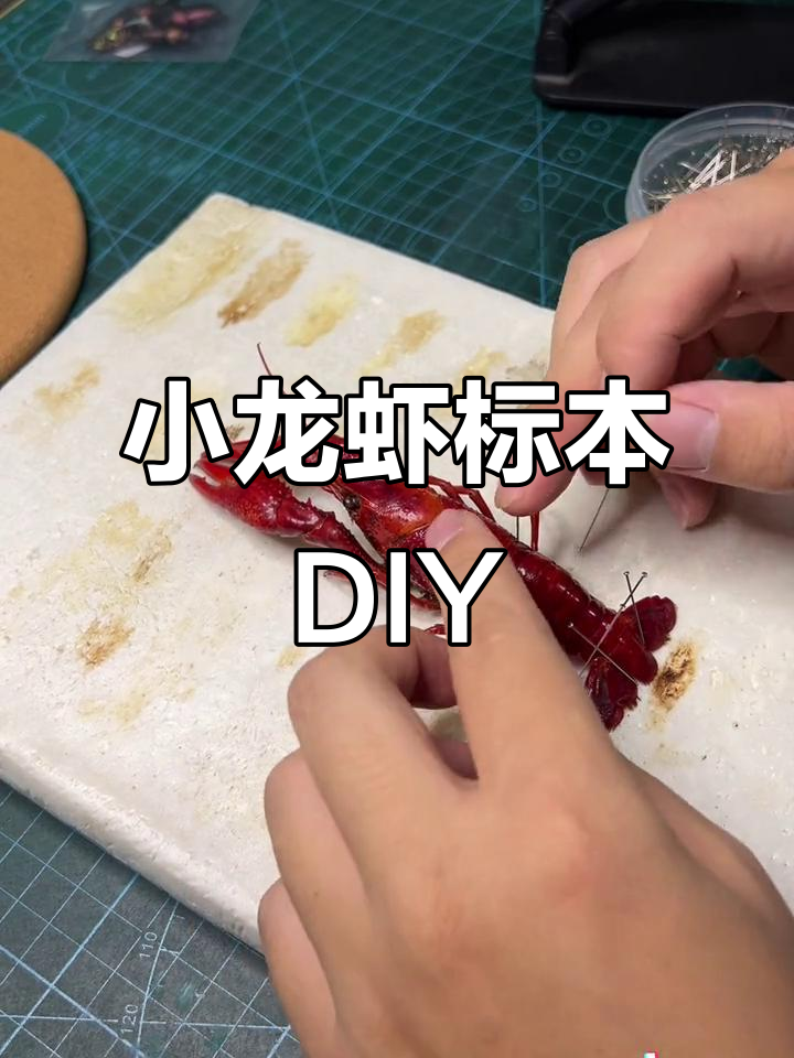 香辣小龙虾标本大变身,手工改造麻辣风格
