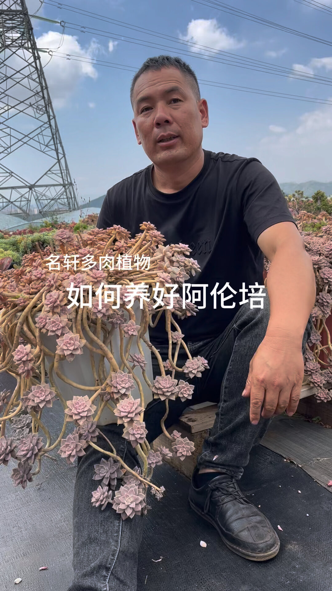 多肉植物阿伦培养护