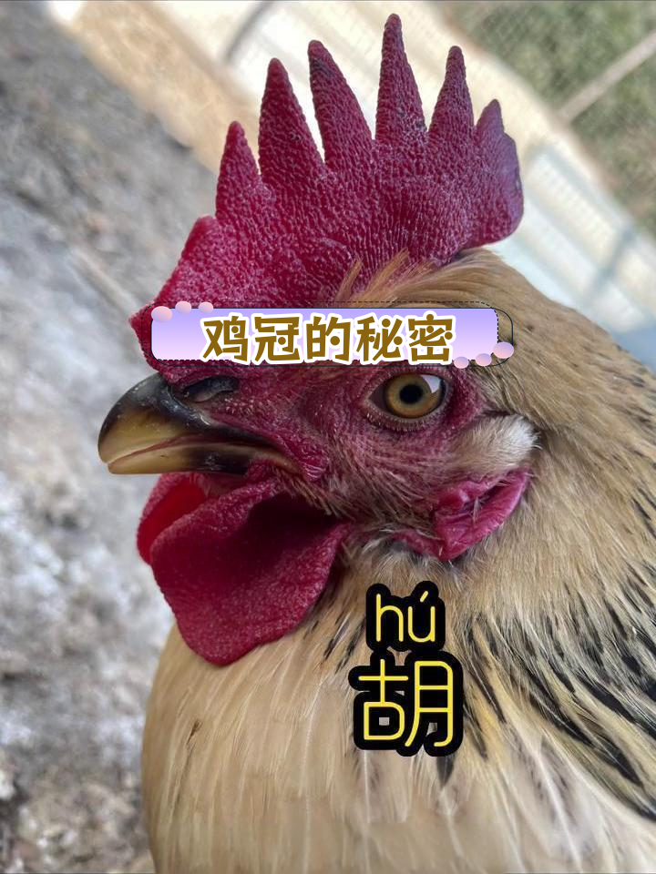 公鸡头上的肉叫什么?