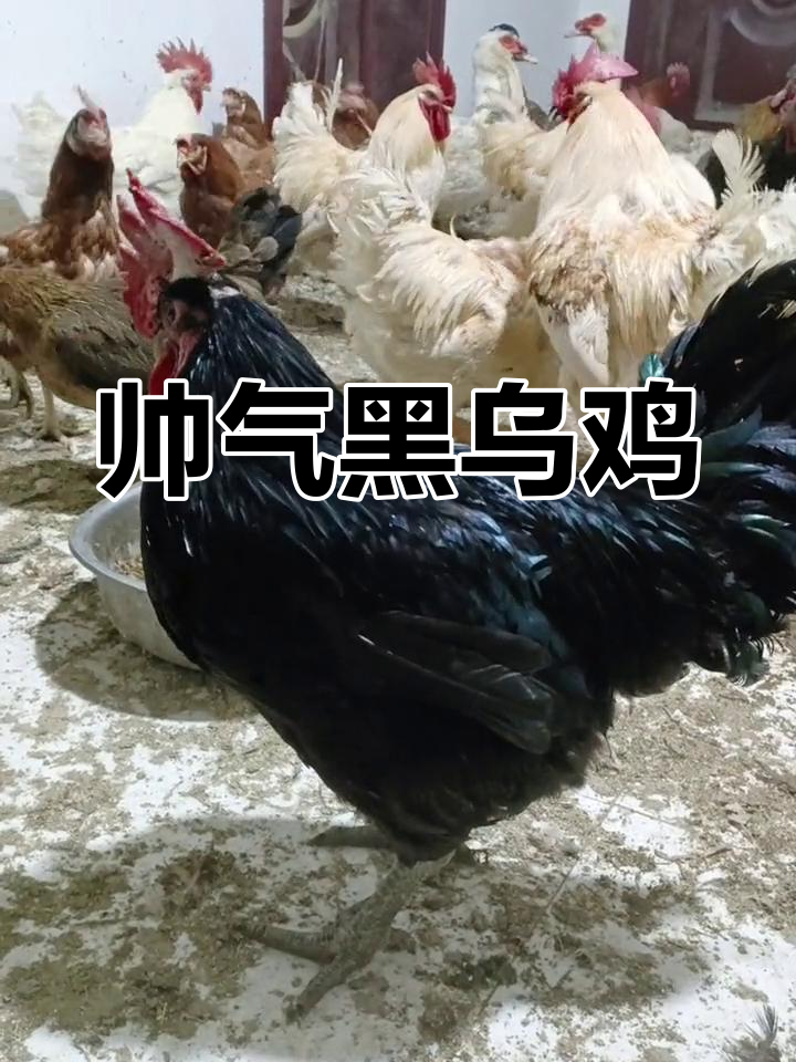 黑乌鸡,公鸡中的美男子