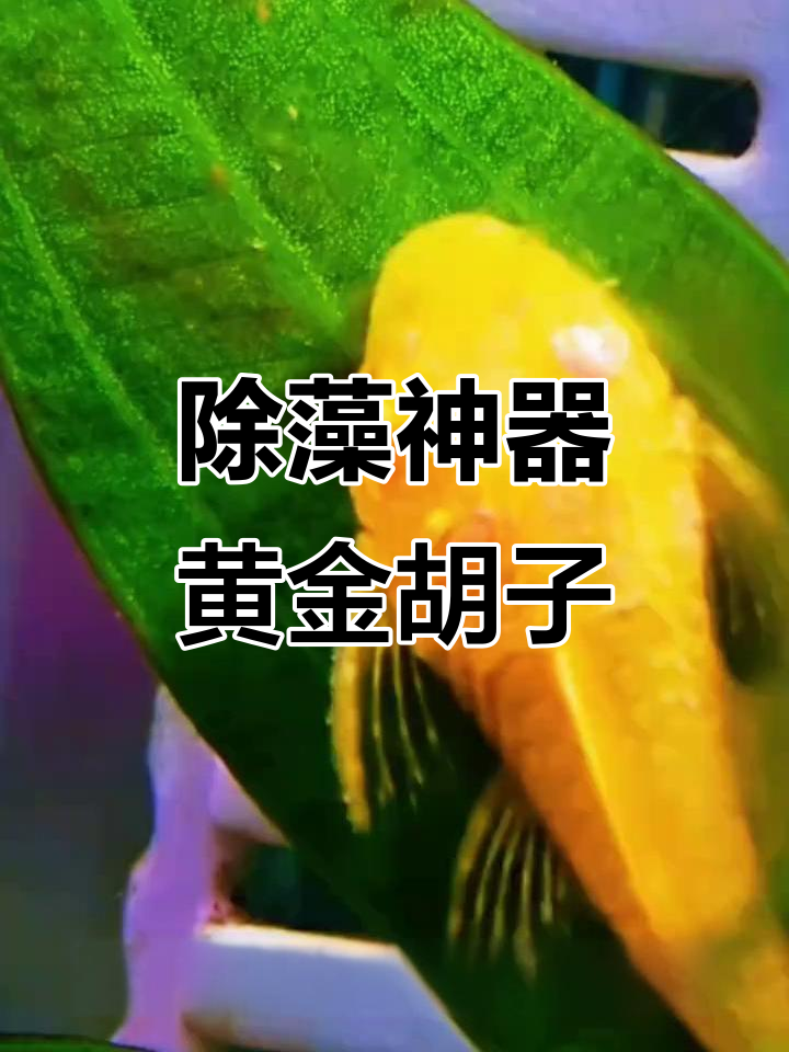 黄金胡子鱼:比吸尘器还强的清洁大师,新手懒人必备
