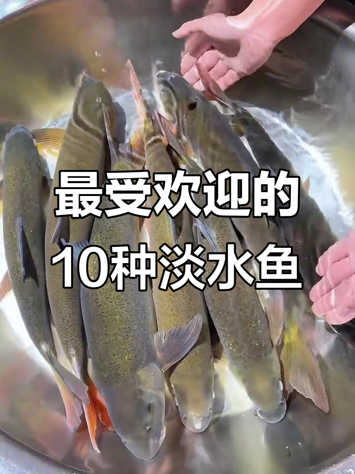 十大最美味淡水鱼排名,黄辣丁、鲈鱼等上榜