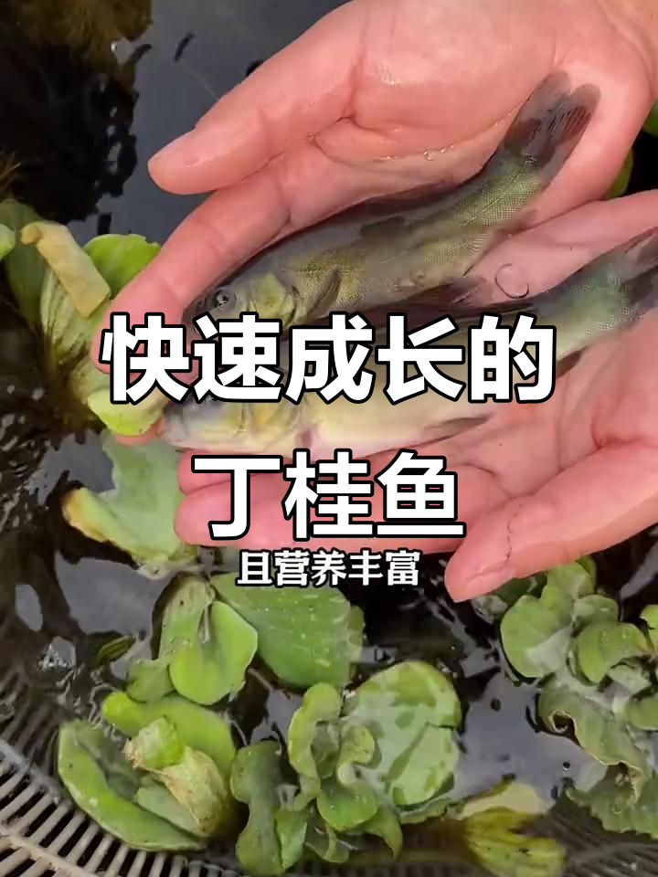 丁桂鱼：生长迅速，肉质鲜嫩的淡水美食