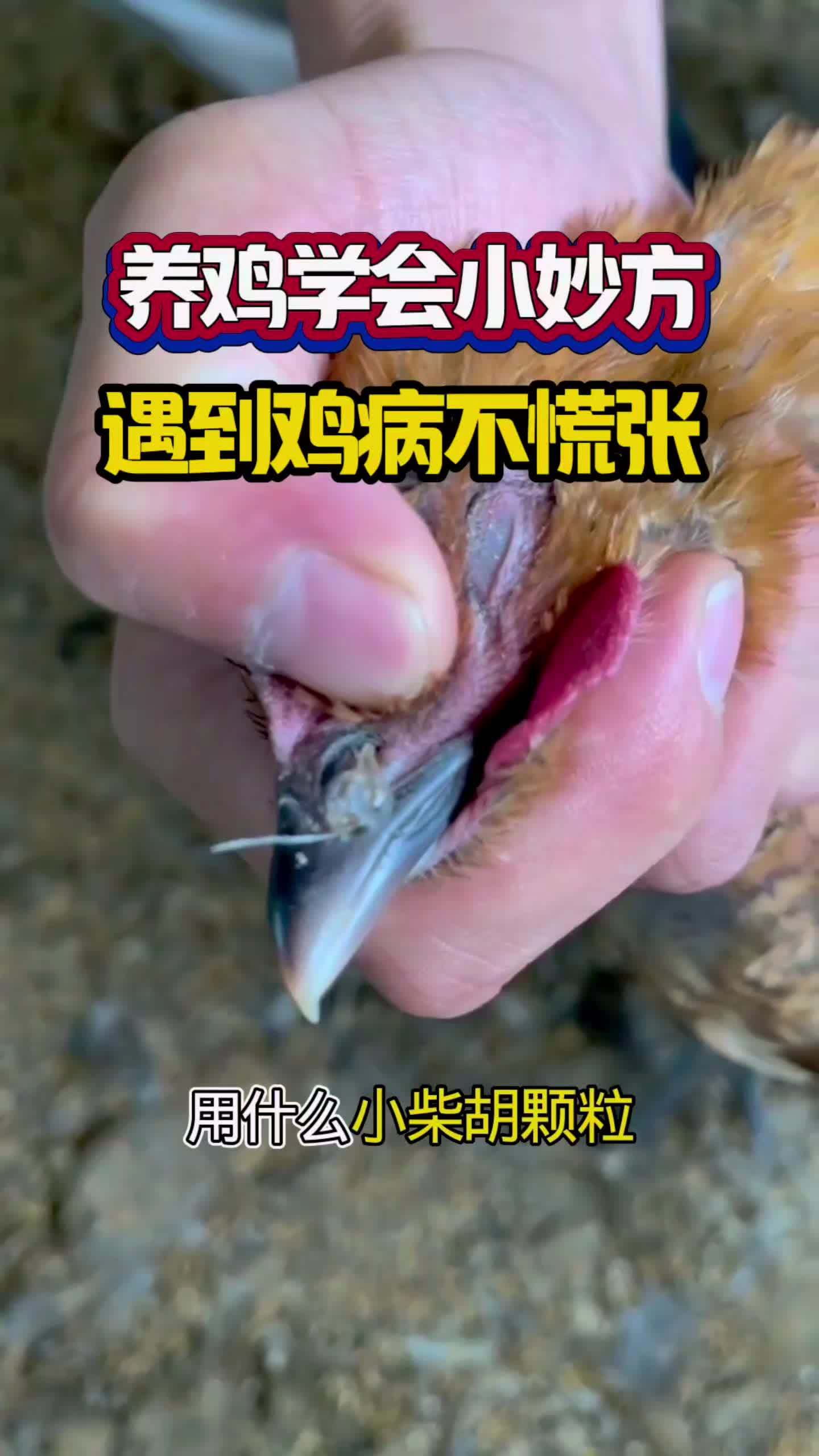 #养鸡 #散养土鸡 #散养土鸡 #鸡鸭鹅养殖 #养鸡技术