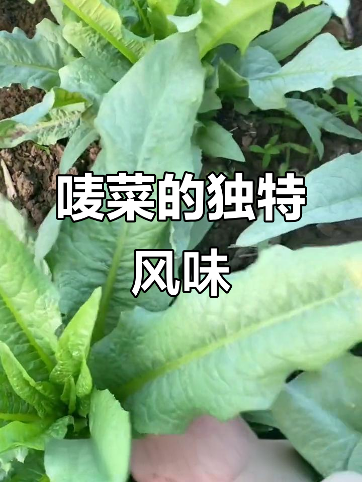 高州唛菜,软嫩爽口,甜味十足
