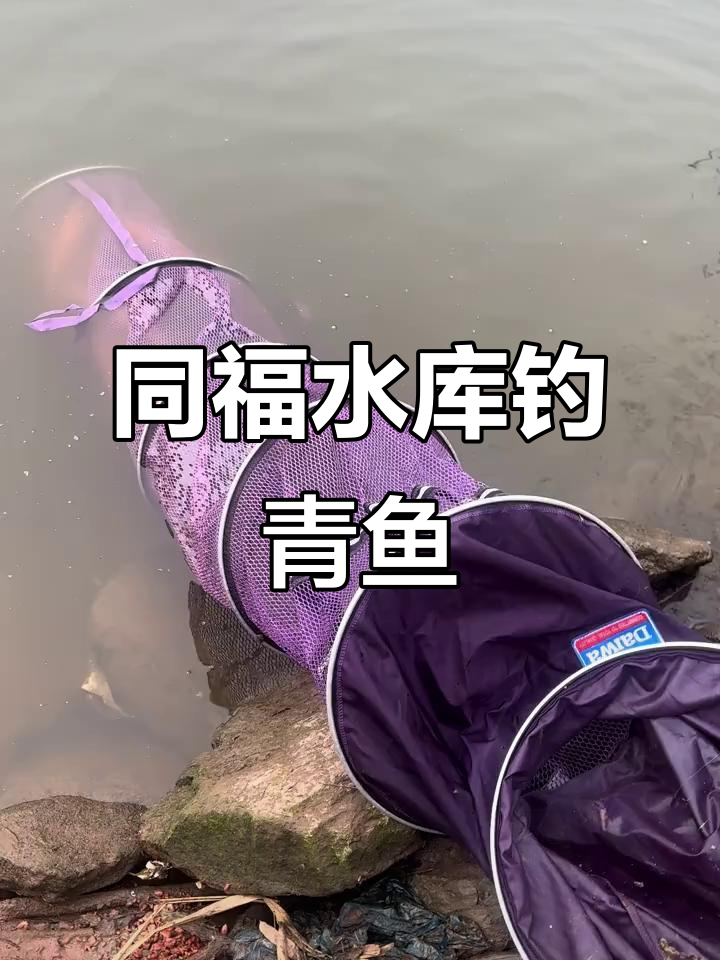 3月8日同福水库钓鱼捡漏,青鱼草鱼一网打尽