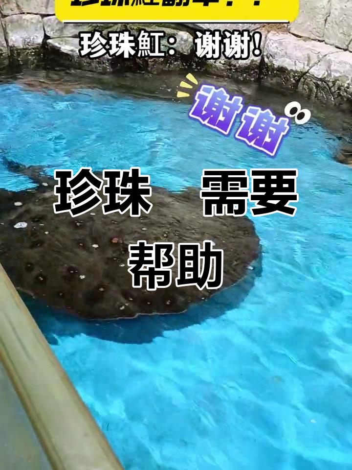 珍珠魟翻车求助,竟然被误以为是假的!