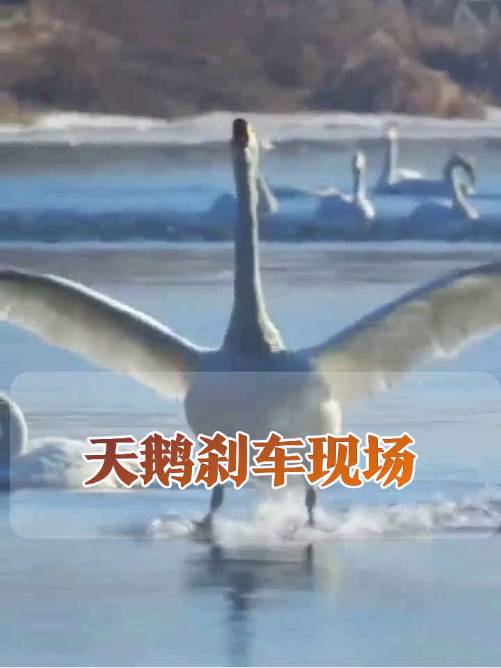 天鹅降落大型翻车现场:脚蹼狂蹬刹不住,水花溅起半米高