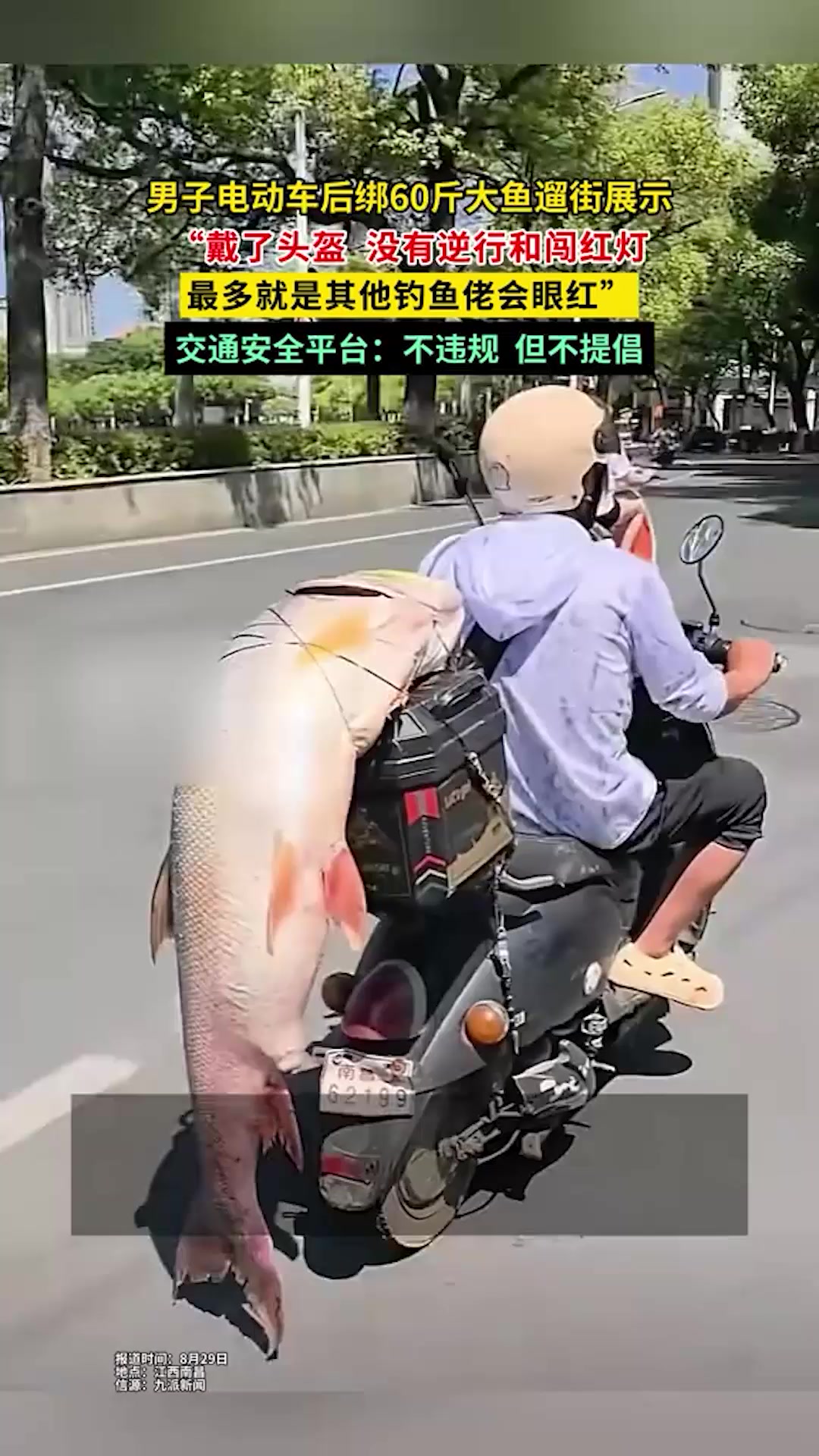 男子电动车后绑60斤大鱼遛街展示,交通安全平台:不违规,但不提倡