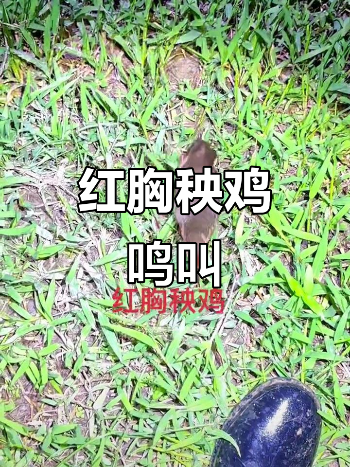 红胸秧鸡的独特叫声,实拍鸟类声音大合集