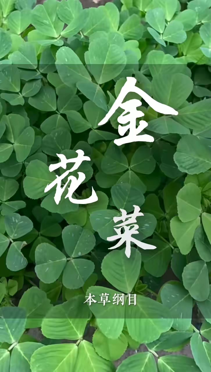 路边常见金花菜是好东西，看到别错过，你家乡叫它啥？