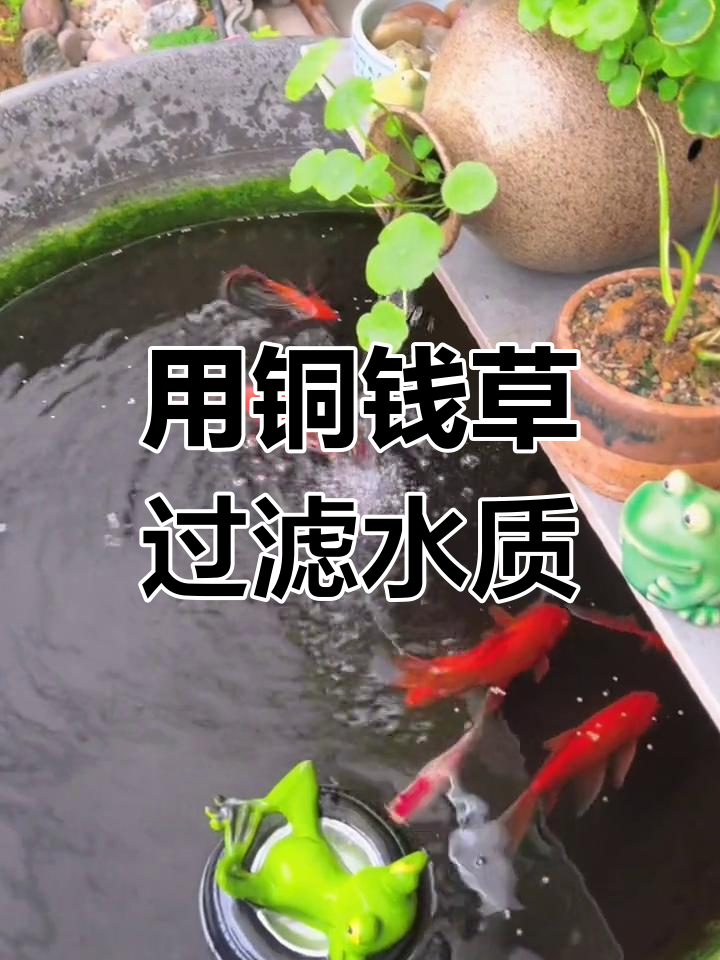 铜钱草净化鱼缸水,轻松解决换水烦恼