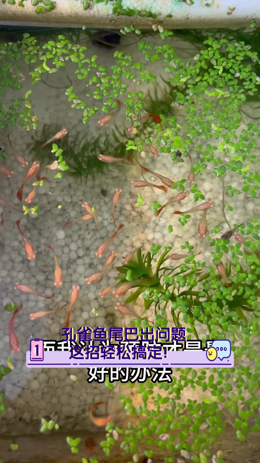 孔雀鱼尾巴出问题,这招轻松搞定!